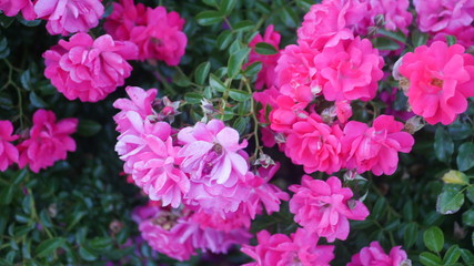 Pink flowers