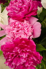 Beautiful bouquet of peonies