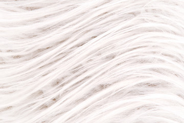 Background from natural fur. Animal Hair Background. Black and White Background.