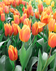 Fototapeta premium Tulip flower with green leaf background in tulip field at winter or spring day for postcard beauty decoration and agriculture concept design.