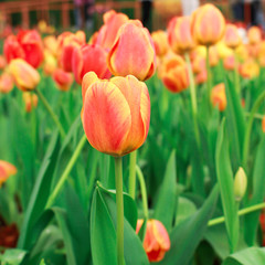 Fototapeta premium Tulip flower with green leaf background in tulip field at winter or spring day for postcard beauty decoration and agriculture concept design.