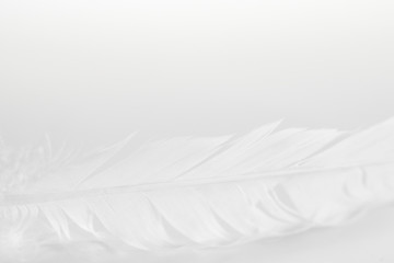 picture Blurred image, of white bird feather on a white background