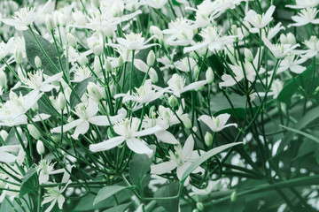 background image of small white flowers and green leaves