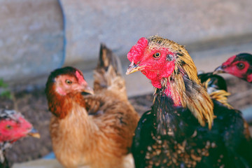 Chickens in farm in the morning.