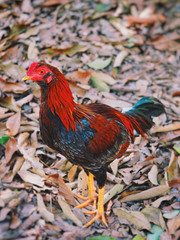 Chicken in farm in the morning.