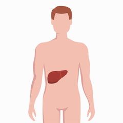 Fototapeta premium Liver on man body silhouette vector medical illustration isolated on white background. Human inner organ placed in bady infographic elements in flat design.