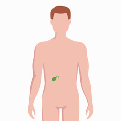 Fototapeta premium Gallbladder on man body silhouette vector medical illustration isolated on white background. Human inner organ placed in bady infographic elements in flat design.
