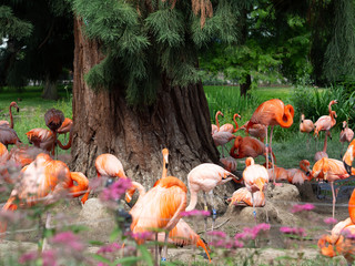 Group of pink flamingoes in Cologne Zoo