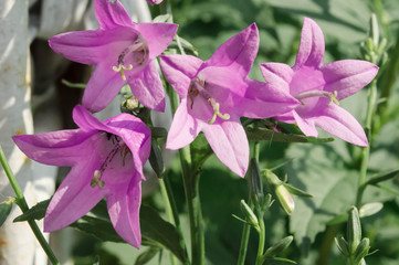 purple bells closeup outdoor, garden flowers