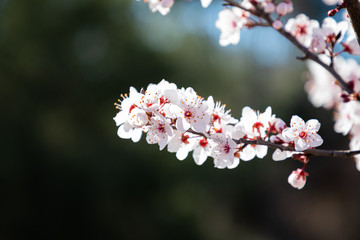 Cherry blossom flowers close up with blurred background