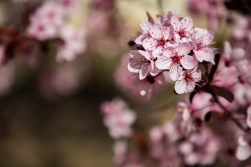 Cherry blossom flowers close up with blurred background