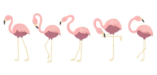 Foto auf Acrylglas Flamingo Lustige Flamingos in verschiedenen Posen-Sammlung. Isolierte Elemente