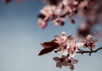 Cherry blossom flowers close up with blurred background