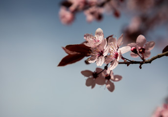 Cherry blossom flowers close up with blurred background