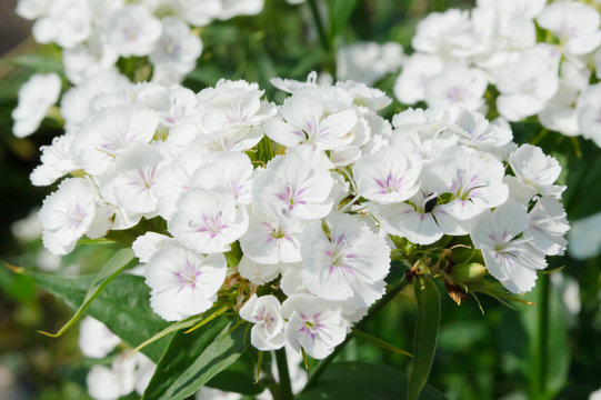 white garden flowers close up, delicate floral background photo