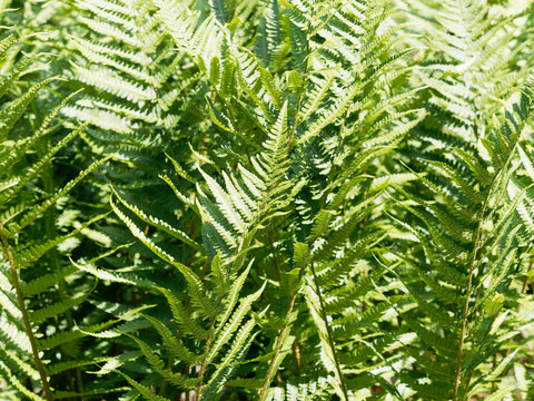 Foug&egrave;res ou Filicophytes (Filicophyta) en zone humide et ombrag&eacute;e de For&ecirc;t-Noire en Allemagne