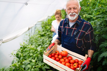 Friendly mature farmer at work in greenhouse