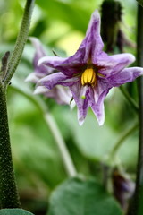 Aubergine flower