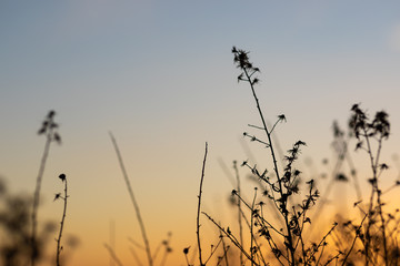 Sunset view with the silhouettes of herbs and plants