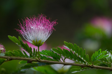  Beautiful Portrait of Persian Silk flower against a soft green blurry background
