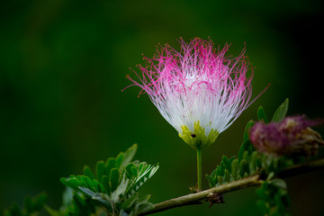  Beautiful Portrait of Persian Silk flower against a soft green blurry background