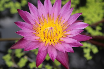 Obraz premium pink lotus flower