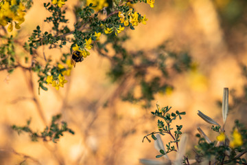 Close up of a bee posed on yellow flowers and green leaves