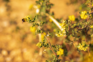 Close up of a bee posed on yellow flowers and green leaves