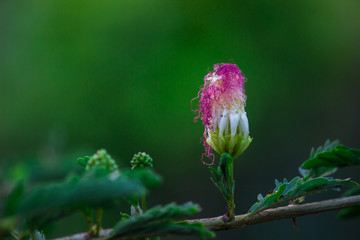  Beautiful Portrait of Persian Silk flower against a soft green blurry background