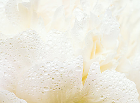 Close up of white flower with dew drops on petals.