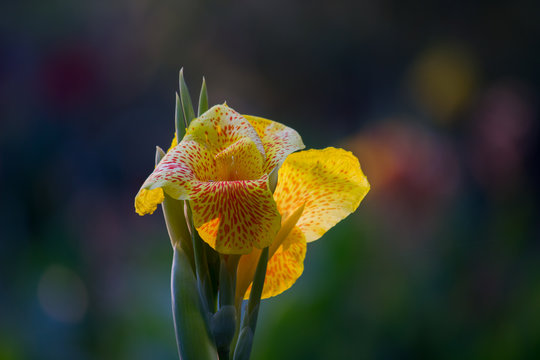  Beautiful Portrait of Canna Indiaca flower against a soft green blurry background