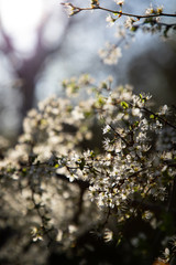 Close up of a branch with white little flowers and light in the background