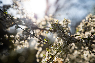 Close up of a branch with white little flowers and light in the background
