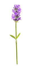 Flower violet lavender herb isolated