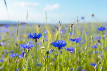 Beautiful blue Cornflower Centaurea cyanus. Beautiful flowers with blue bloom in summer meadow, Summer agriculture concept and landscape with blue sky. - obrazy, fototapety, plakaty