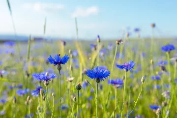 Fotobehang Mooie blauwe Korenbloem Centaurea cyanus. Mooie bloemen met blauwe bloei in zomerweide, zomerlandbouwconcept en landschap met blauwe lucht. © ArtushFoto