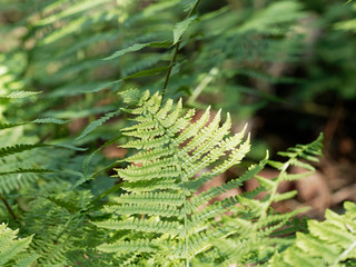 Fronde de fougère ou Filicophytes (Filicophyta)