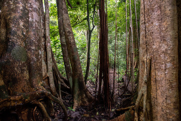 Fototapeta premium Asian tropical rainforest, forest trees, tree roots in forest.