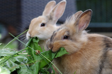 frisches grün für die hungrigen kaninchen