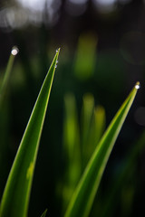 Fototapeta premium Close up of green leaves with a drop of water and dark background