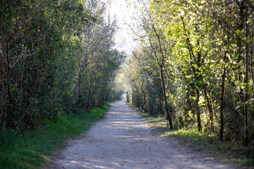 Fototapeta na wymiar View of a walking forest path with green trees