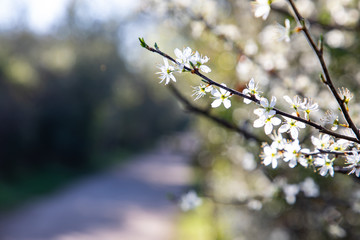 close up of branches with white flowers and copy space