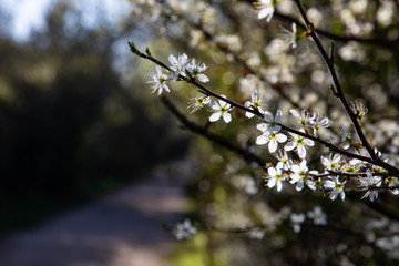 close up of branches with white flowers and copy space