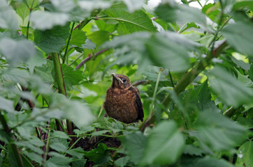 junge amsel sitzt wartend im nest