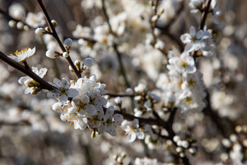Close up of cherry blossom branches