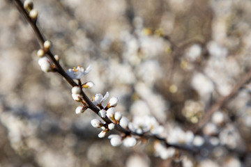 Close up of cherry blossom branches