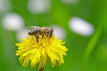 kleine biene auf gelber blume