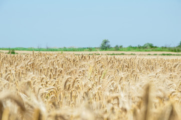 Golden fields of wheat.