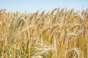 Golden fields of wheat.