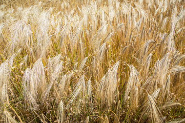 Golden fields of wheat.